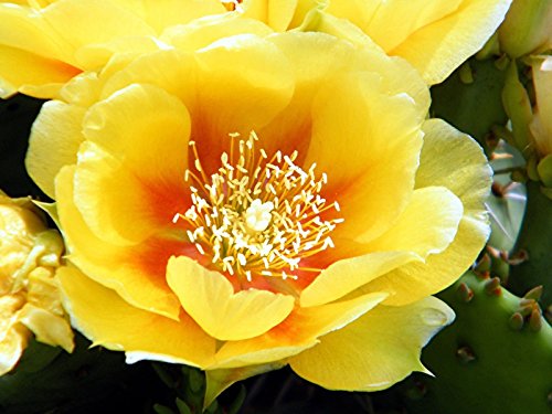 5 Semillas de Opuntia macrorhiza higo chumbo de Hardy Cactus