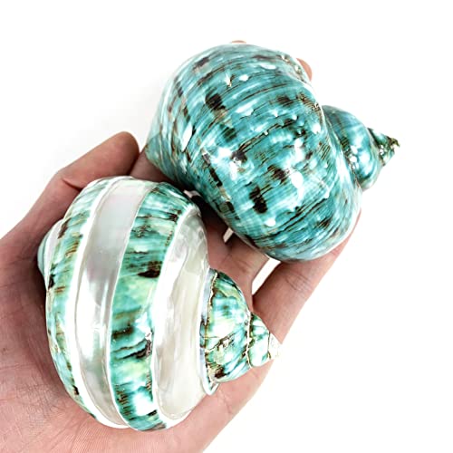 Image of Heyiwell 2PC Jade Green Turbo & Jade Green Turbo Banded Shell,Hermit Crab Shell,Turbo Shells Hermit Crab Supplies for Decor 2.5 inch~ 3.5 inch Inch