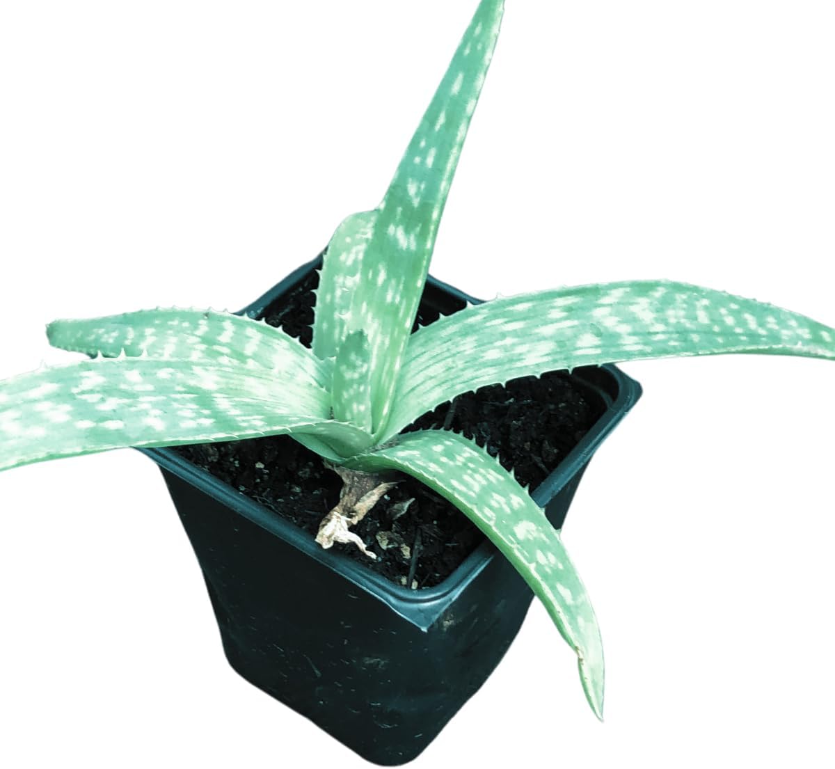 Smoke Camp Crafts Organic Soap Aloe (Aloe Maculata) Plant in 2.5-inch Pot