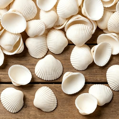 MAQIHAN White Seashells Bulk for Crafts – Small Natural Clam Shells 0.8–1.2 in, Tiny Seashells for DIY Crafting, Vase Filler, Beach Wedding & Party Decor