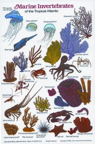 New Submersible Fish ID Card & Pocket Guide for Scuba Divers, Snorkelers & Fishermen - Marine Invertebrates of the Tropcial Atlantic/LID