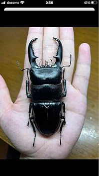 Amazon.co.jp: パラワンオオヒラタクワガタ標本 特大 : おもちゃ