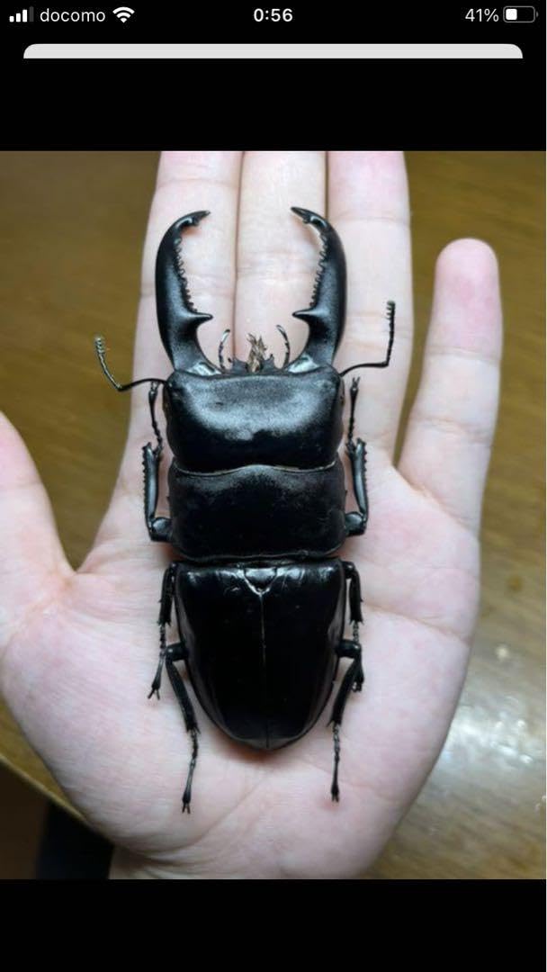 インド ヒラタクワガタ 標本 Amazon.co.jp: パラワンオオヒラタクワガタ標本 特大 : おもちゃ