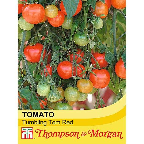 Tomato Tumbling Tom Red Solanum Lycopersicum Garden Plant Half- Hardy Annual 15 Seeds Easy to Grow Your Own 1x Seed Packet by Thompson and Morgan