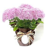 Amazon｜あじさい 鉢植え フラワーギフト アジサイ母の日 紫陽花 母の