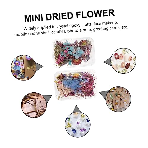 Flores secas para manualidades PRETYZOOM assorted pack miniatura 5