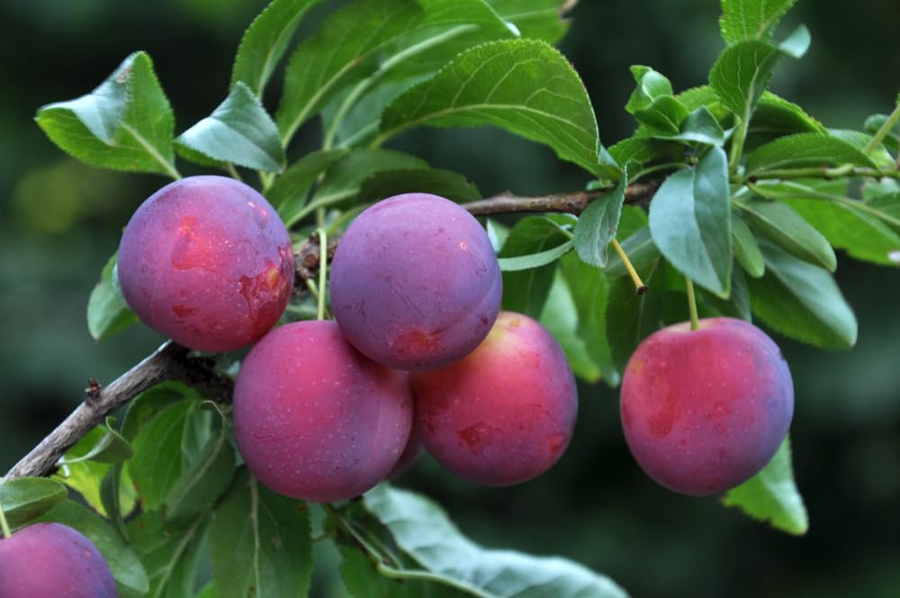 Sweet American Plum Seedling CZ Grain