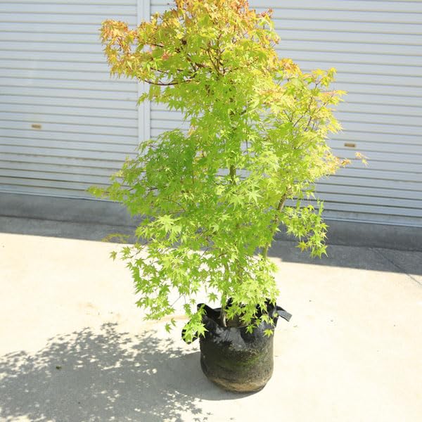 Amazon.co.jp: 現品限り 庭木 植木：イロハもみじ（いろはもみじ