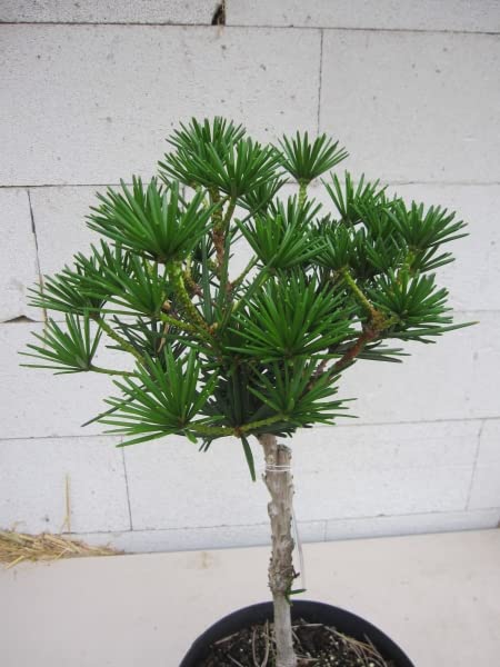 Japanische Schirmtanne Kobito - Zwergschirmtanne - Sciadopitys verticillata