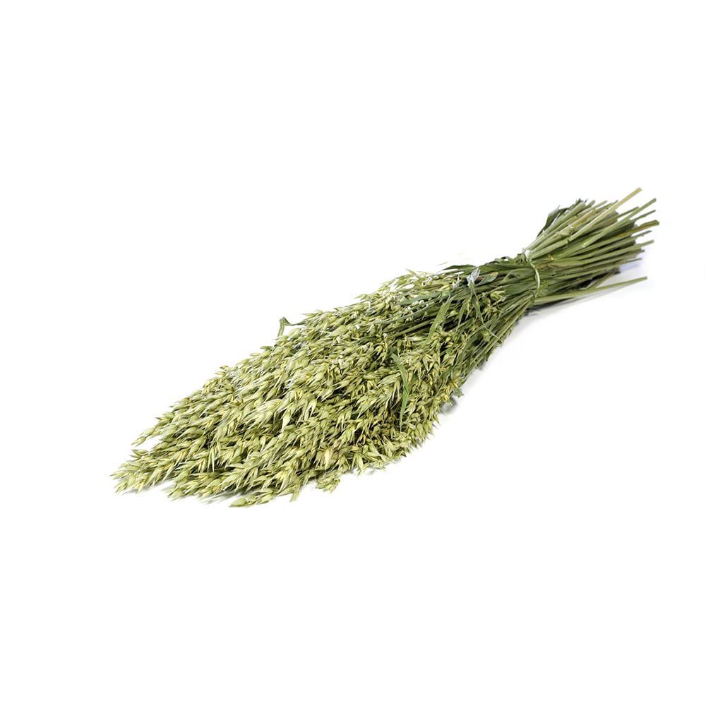 Floristrywarehouse Green Bunch Of Natural Dried Haver Avena Or Oat Stems 60Cm/24 Inches
