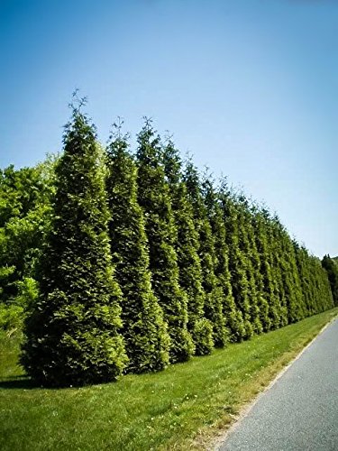 Tree Tots Nursery - Green Giant Arborvitae Evergreen Privacy Trees (2-3 feet Tall) - No Shipping West of Colorado