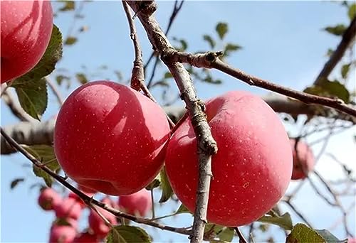 Garden Plant Seed Apple Tree Seeds 30+ Seed Apple Honey Crisp Honey Crunch Pomme Pommier Fruit Plant Bonsai Malus Seeds