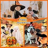 Binlava Halloween Kostüm Hund Fledermaus Flügel, Hundekostüm mit Kürbisglocke, Einstellbar Haustier Fledermaus Kostüm, Niedlich Haustier-Cosplay-Dekorationen für Kleiner Hunde Halloween-Party(M)