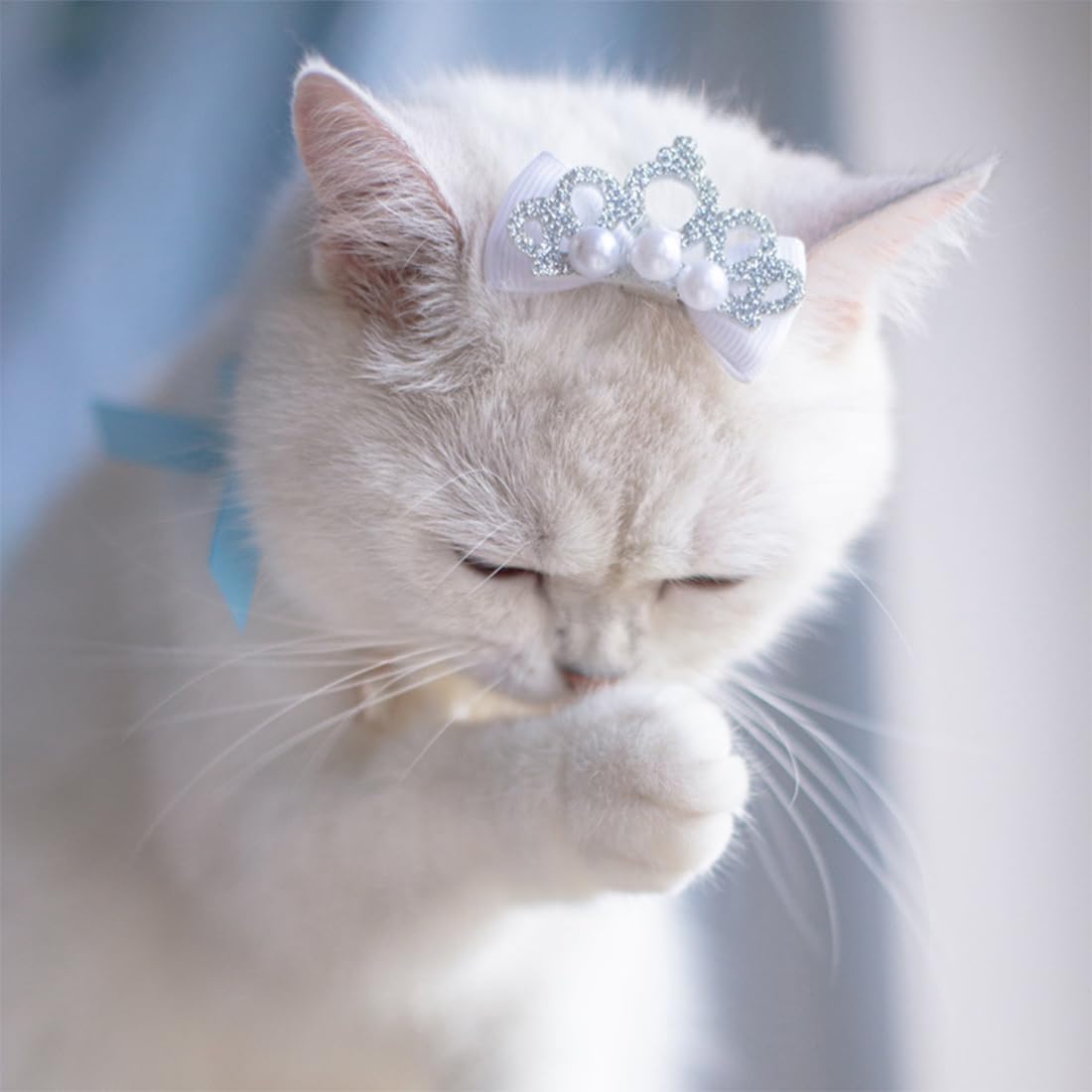 Collana di Perle per Animali Domestici per Cani di Piccola Taglia e Gatti Regolabile con Perle Fantasia per Animali Domestici Gioielli Bling Strass Collare con Papillon Chihuahua