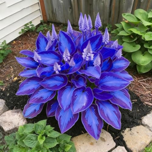 Hosta noble oignons de plantes pour feuillage décoration extérieure - 2