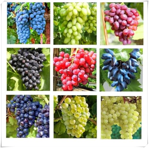 Uva ursina compresse,Elegante,Uva Fragola Nera,perenne.Adaptable. Resistente al frío.Puro amor.-3Rizomas-G