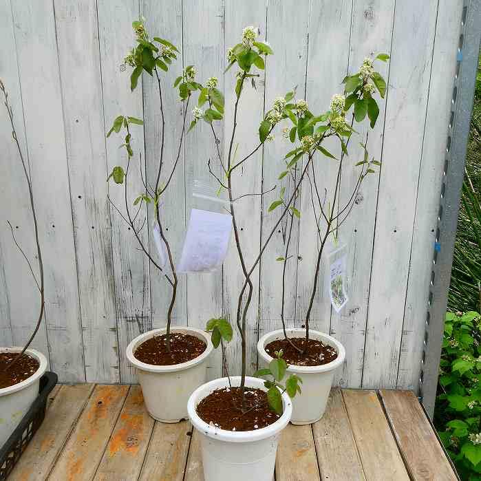 Amazon | ジューンベリー スイートワンダー 矮性 6号 苗木