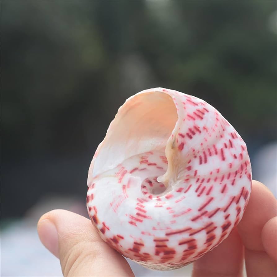 Amazon.co.jp: 海の貝殻、ホタテ貝殻、 天然ピンクヤドカリ成長