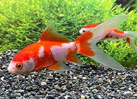 特大 イエローコメット 三歳 (国産金魚 まるで錦鯉 美個体)