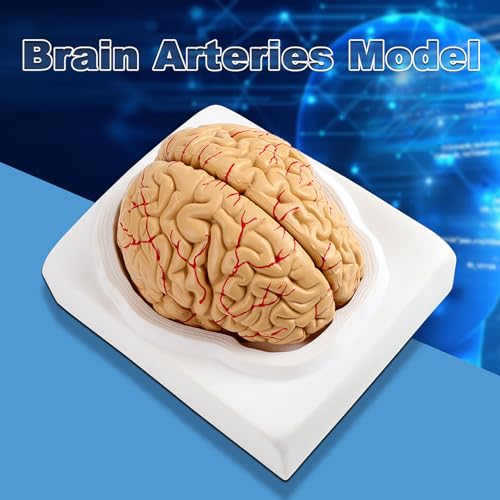 Modèle anatomique de cerveau humain à code couleur pour visualiser les artères - 3