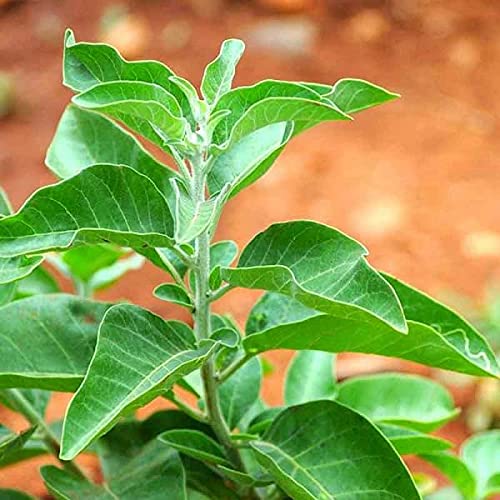 Kalfo Live Ashwagandha Plant Ayurvedic Medicinal Plant Healthy Plant for Home and Garden Ashwagandha Plant with Pot (B0CW3J4GK4) Amazon Price History, Amazon Price Tracker