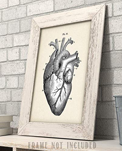 Anatomical Heart - 11X14 Unframed Art Print - Makes A Great Clinic Or Office Decor And Gift Under $15 For Doctors, Nurses, Medical Students And Healthcare Professionals #TOP3