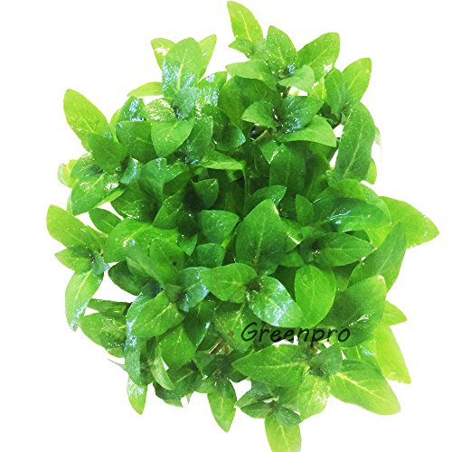 Greenpro Staurogyne Repens Live Aquatic Water Carpet Potted Aquarium