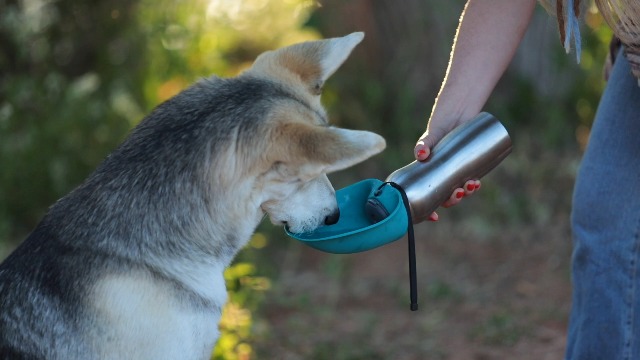 Malsipree Dog Water Bottle Messy Mutts Stainless Travel Water
