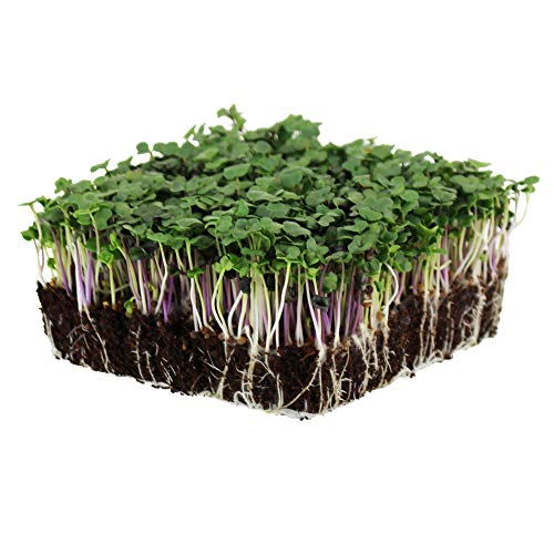 Spicy Salad Mix Micro Greens Seeds: 25 Lb - Bulk, Non-GMO Seed Blend: Broccoli, Kale, Mustard, Cabbage, Arugula, More