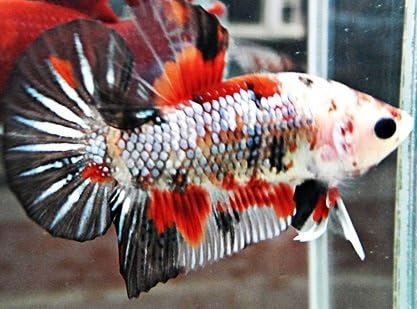 Betta Koi Male 2-3 Inches - Freshwater Live Tropical Fish