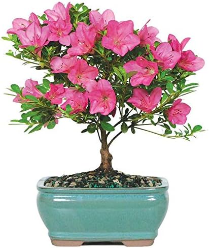 From You Flowers - Pink Azalea Bonsai for Mother's Day, Birthday, Anniversary, Get Well or Celebration