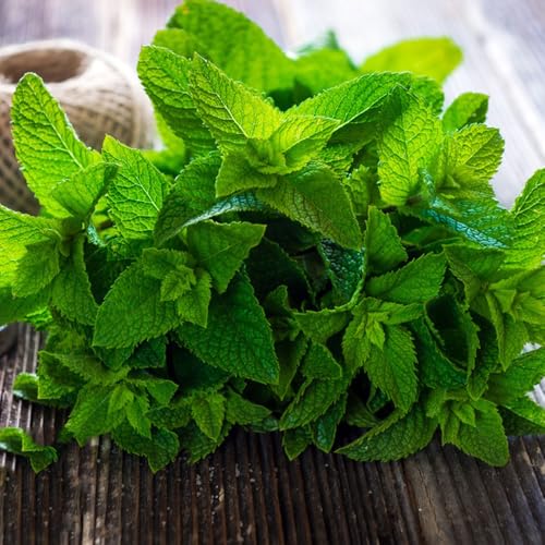 semi di menta resistente - tappezzanti giardino interno 200pcs