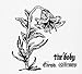 Christs, Redeemers