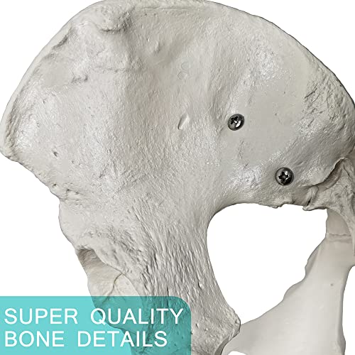 Image of 2025 New Female Pelvis Model,Life Size Female Pelvic Skeleton Model, Anatomy Medical Model for Science Education, Study of the Anatomical Features