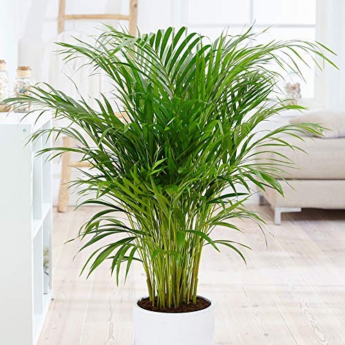 Garden Nature Care Areca Palm Air Purifier Natural Live 1.5 ft Height Plant for Home and Office Indoor Decor Tree Pack of 1 (B0BJ7BNHZF) Amazon Price History, Amazon Price Tracker