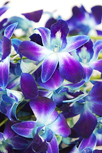 eflowerwholesale - Premium Cut Blue Orchids (10 stems Orchid with Rhinestone Mesh Ribbon Vase) - Thumbnail 5