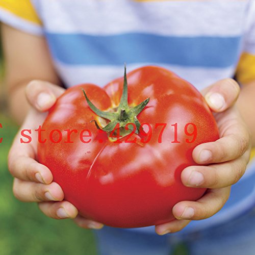 Big beef tomato seeds for sale (Beef tomatoes, Beef tomato, disease resistance) Big beef tomato seeds for sale
