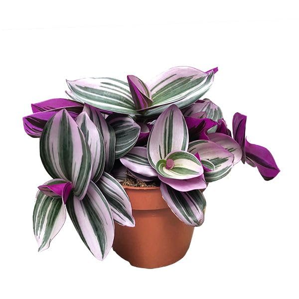 Tradescantia Rosada Viva Planta Natural de Alta Decoración Variedad Nanouk con Hojas Bicolores