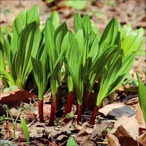 Amazon.co.jp: 山菜苗 行者ニンニク 5株 / 国華園 25年春商品 : DIY