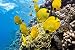 FXNB Puzzle per Adulti 1000 Pezzi di Pesce Giallo in Legno di fondale Marino Il Regalo di Gioco intellettuale più Popolare Idee per Natale e Halloween 75x50cm-500 Pezzi