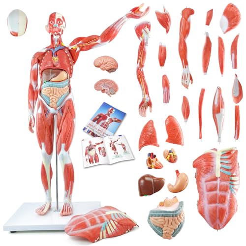 Image of Human Muscle and Organ Model, 27-Part Half Life-Size Human Body Muscle Model Muscular Figure with Removable Organs and Muscle Anatomy for Medical Educational Training,ncludes Detailed Full Color