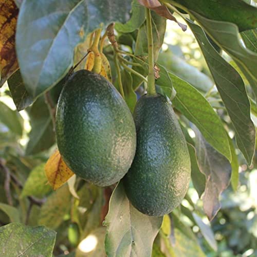 Aguacate variedad Bacon, Caja de 4kg, cosechados sin productos químicos.