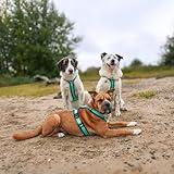 Anny-X Brustgeschirr Fun Ozean | Hundegeschirr Größe M (Brustumfang 62-74 cm)