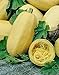 Produktbild CROSO HOCH KEIMUNG Seeds Nicht NUR Pflanzen: Gemüse - Winter Squash - Spaghetti - 40 Samen - Große