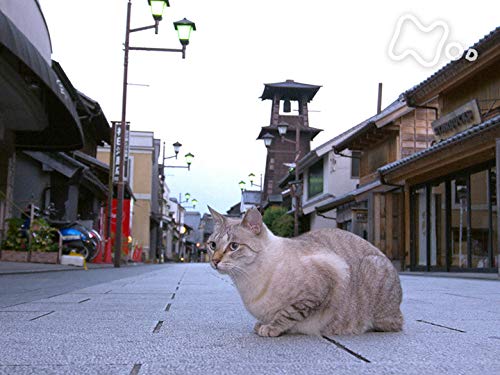「川越・秩父」 「川越・秩父」