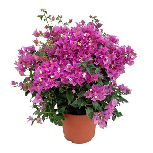 PACK 2 BUGANVILLAS 5 litros ¡NATURALES! - ¡¡SÚPER OFERTA!! (Envíos sólo a Península) Cover