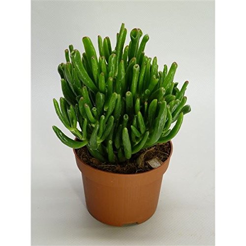 Crassula ovata Gollum Succulent House Plant in a 10.5cm Pot. Jade Plant or Money Tree