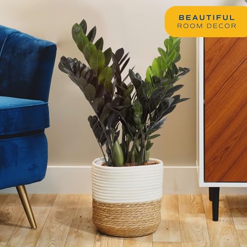 Costa Farms Raven ZZ Plant, Easy Care Indoor Houseplant, Potted in Decorative Plant Pot with Soil, Room Decor for Tabletop, Shelf, or Office Desk, Trending Tropicals Collection, 22-Inches Tall Costa Farms Raven ZZ Plant, Easy Care Indoor Houseplant, Potted in Decorative Plant Pot with Soil, Room Decor for Tabletop, Shelf, or Office Desk, Trending Tropicals Collection, 22-Inches Tall