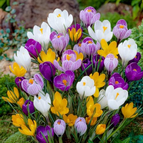 Cipolle di crocus enorme collezione (100 bulbi/5 varietà), resistente all'inverno, miscela perenniale olandese, ideale per un paradiso fiorito in giardino (senza semi)