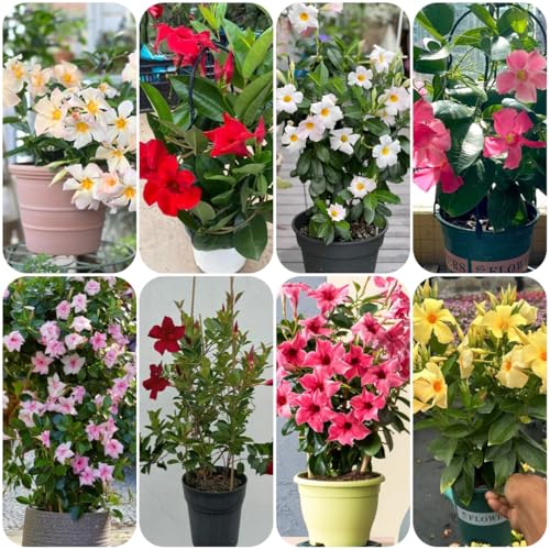 dipladeniasamen, dipladenia mandevilla winterharte gartendeko für draußen, balkonpflanzen steingartenpflanzen 50pcs
